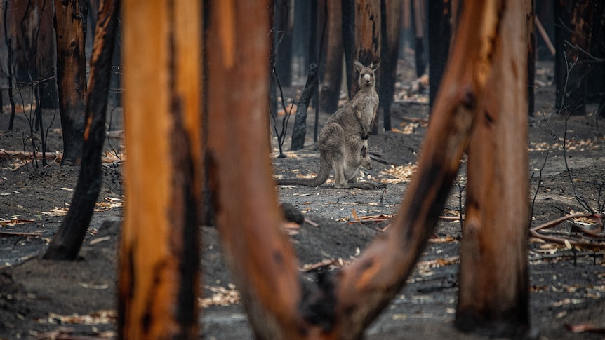 A kangaroo and her joey in a burnt forest
