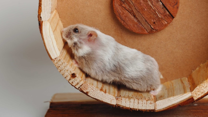 Hamster running on a wheel.
