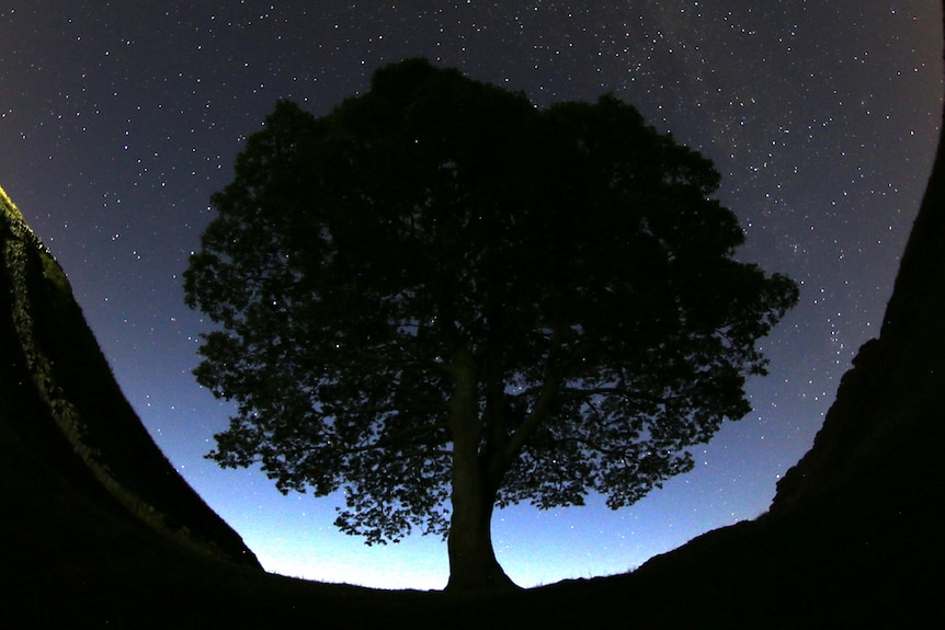 Image of the silhouette of a tree with a starry night sky behind it.