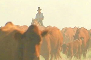 The live export of cattle is vital for animal welfare in northern Australia.