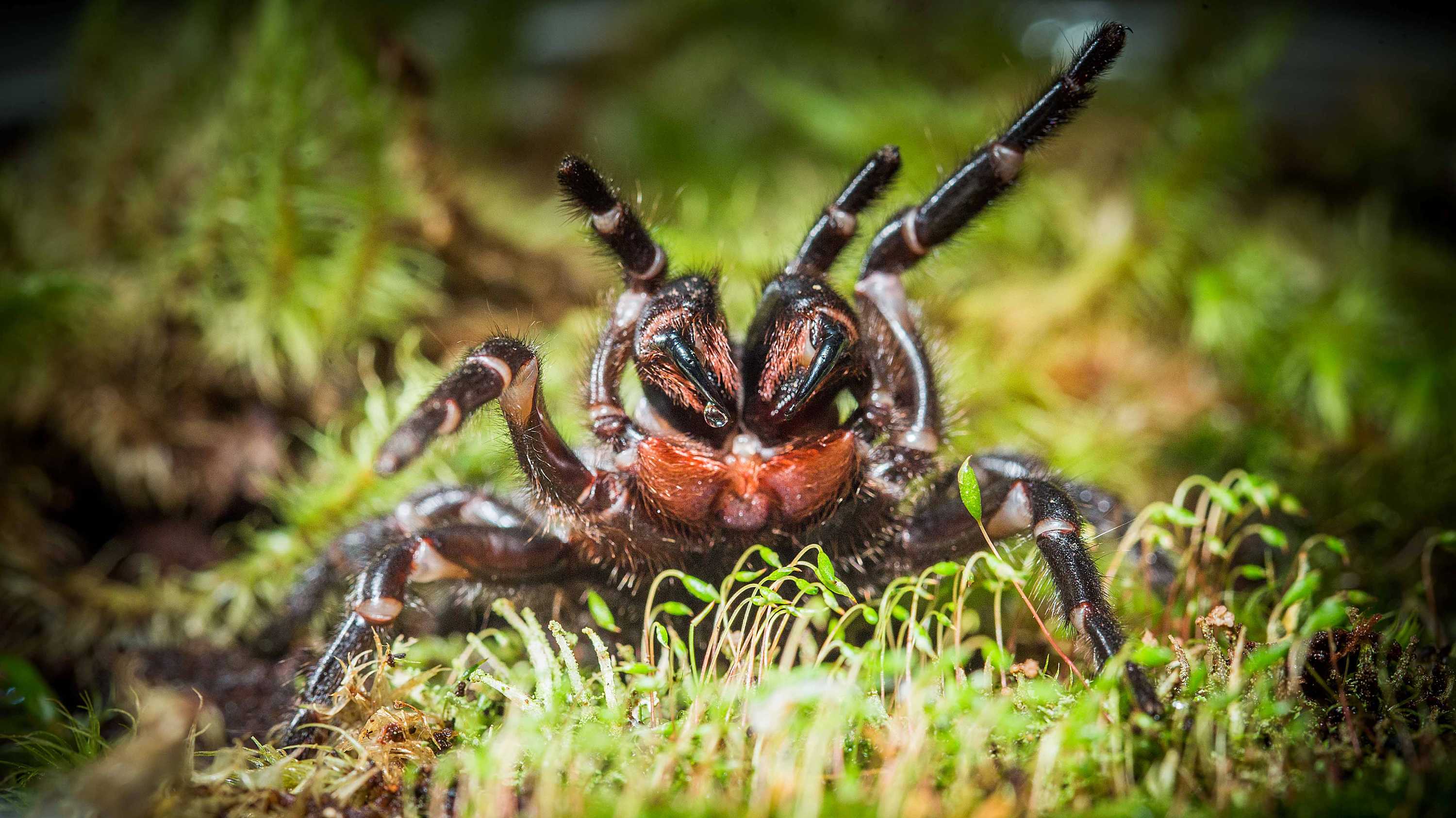 Potentially new species of funnelweb spider found in Booderee National