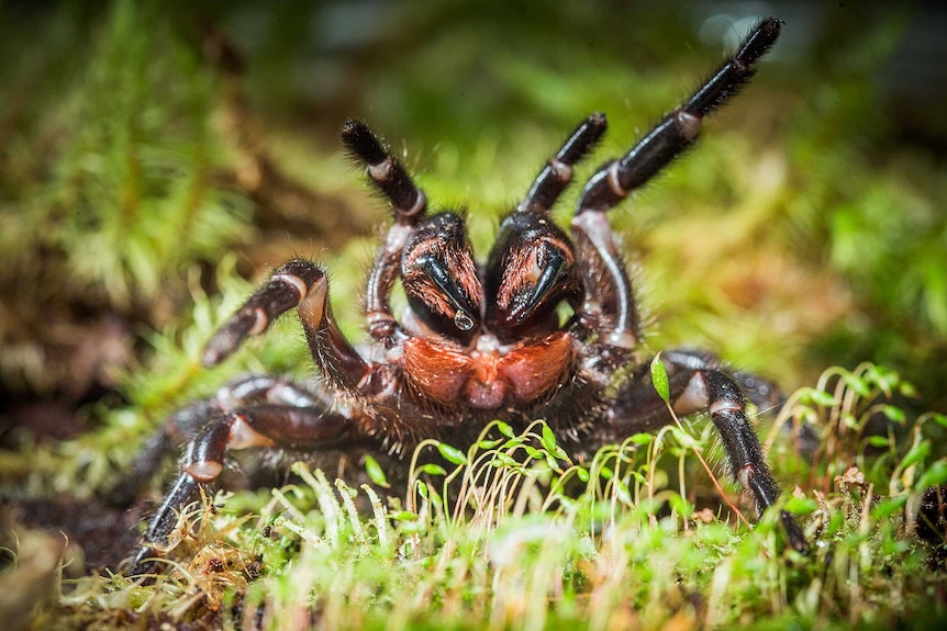 Funnel-web spider