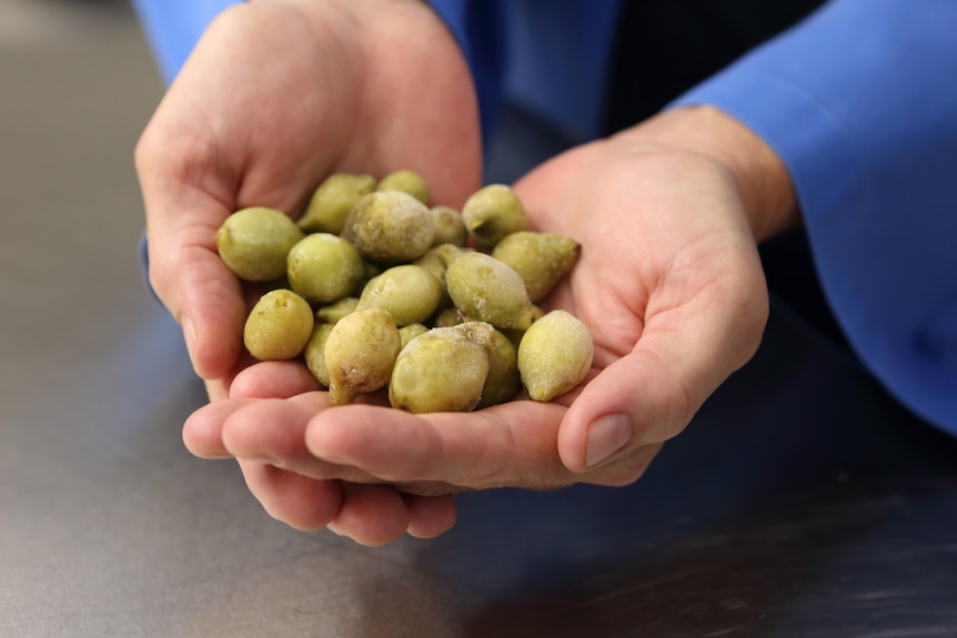 Two cupped hands hold several Kakadu plums.