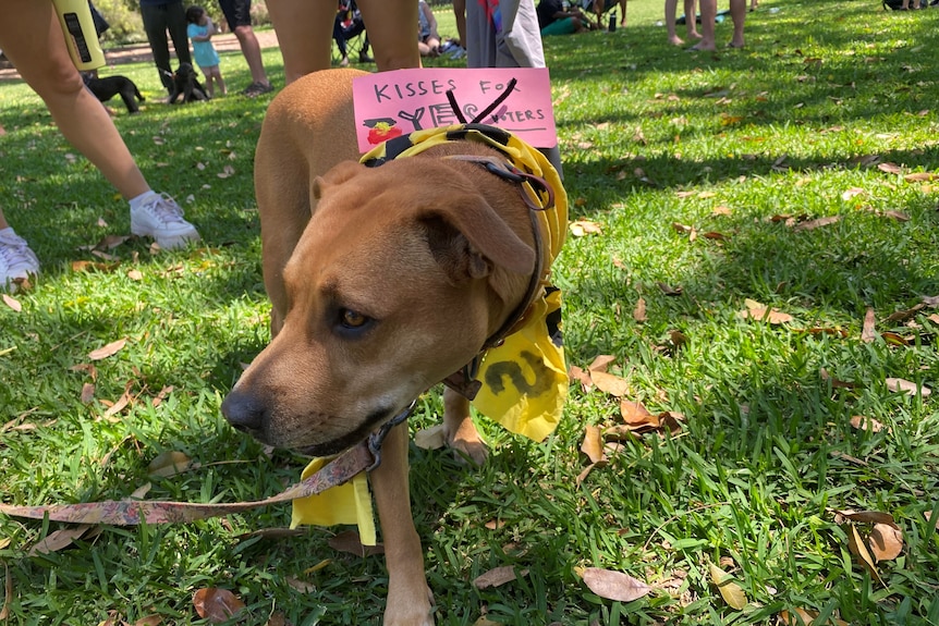 Broome Walk for Yes dog