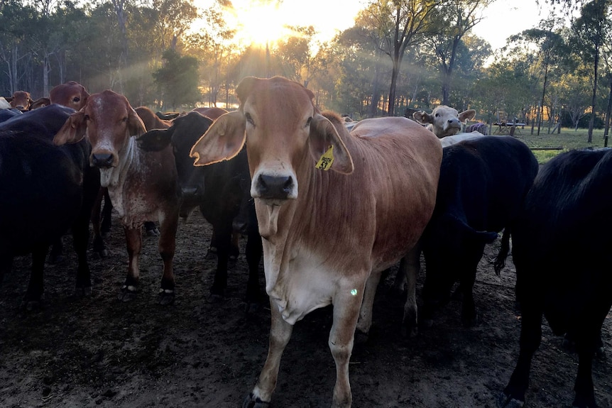 A red brahman steer stands in the front of a mob of cattle