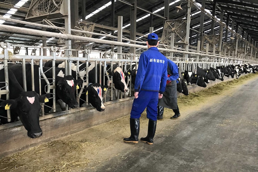 New Hope Dairy farm