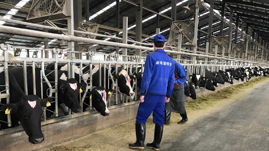 New Hope Dairy farm