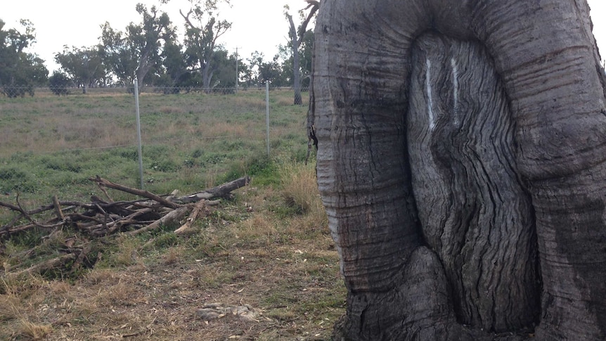 Boggabri scar tree.JPG