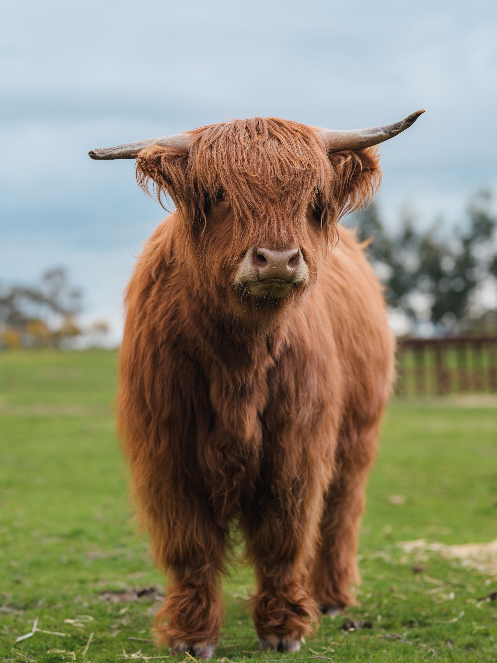 A highland cow stares at the camera.