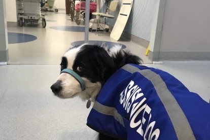 A black and white border collie in a hospital corridor wears a blue coat that reads "service dog"