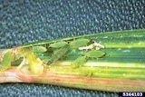 Colony of Russian wheat aphids