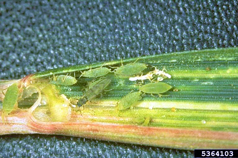 Colony of Russian wheat aphids