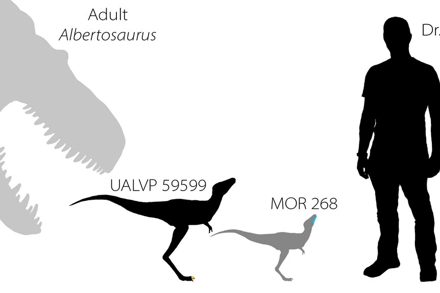 An illustration shows the silhouettes of two baby tyrannosaurs from the Cretaceous Period of North America