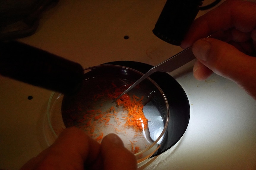 Orange strands in a solution in a petri dish are examined with a pair of man's hands visible