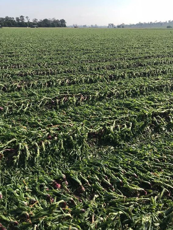 Storm damaged crops at a farm in Fassifern Valley on the Scenic Rim, south-west of Brisbane.