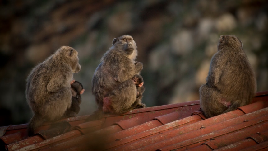 Three female baboons cradle their babies on the roof of the navy barracks 