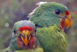 The swift parrot likes to nest in old trees with hollows in Tasmania, but has to compete with introduced sugar gliders.