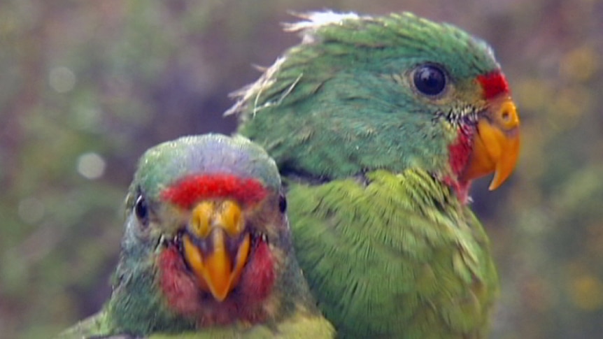 The swift parrot likes to nest in old trees with hollows in Tasmania, but has to compete with introduced sugar gliders.