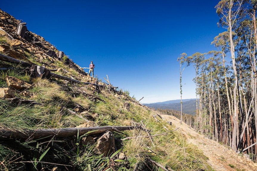 Felled tree stumps and remaing logs on a steep hill, next to a tall forest at a clearing site.