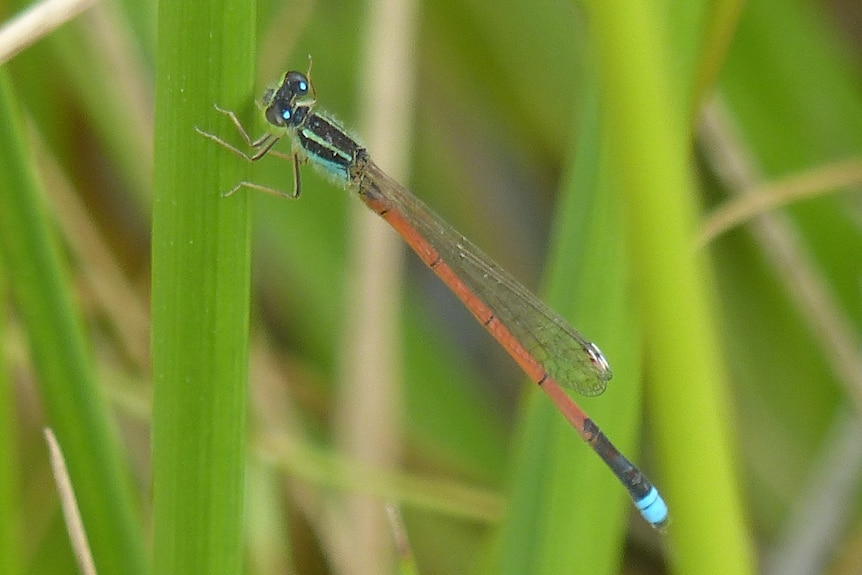 A damselfly with a blue tail.