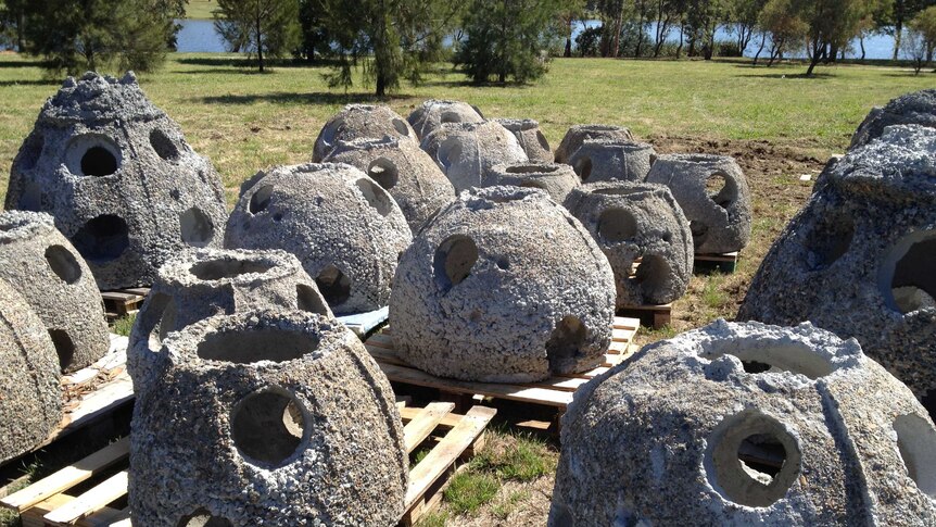 The hollow concrete balls will serve as new homes for the native fish, including Murray cod.