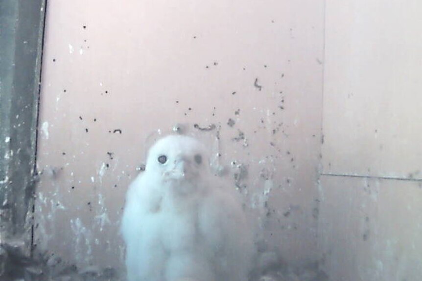A small fluffy white falcon chick stares directly at the camera.