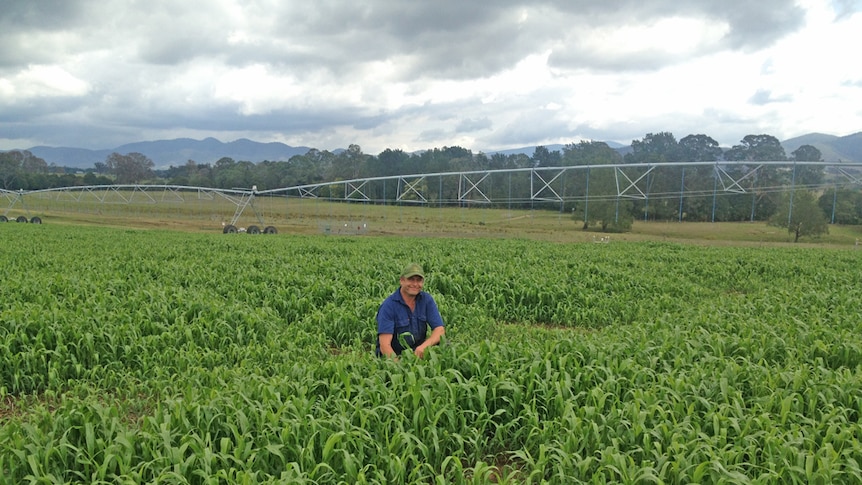 Farmers on the Darling Downs desperate for rain