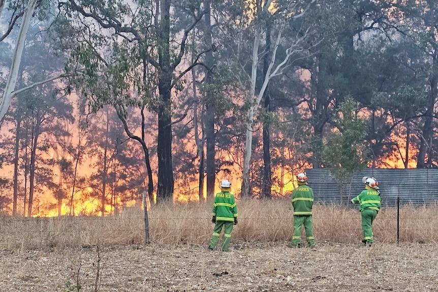 The backs of three firefighters standing in front of a burning bush