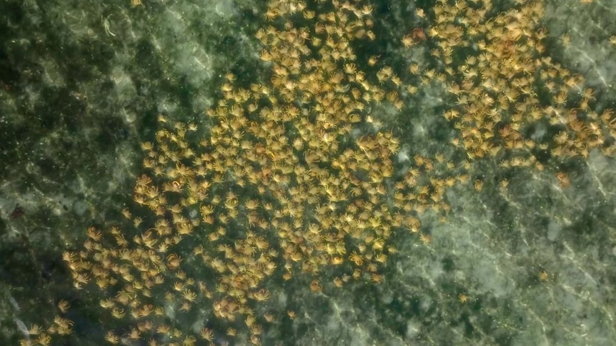 Aerial top-down vision of many crabs in water.