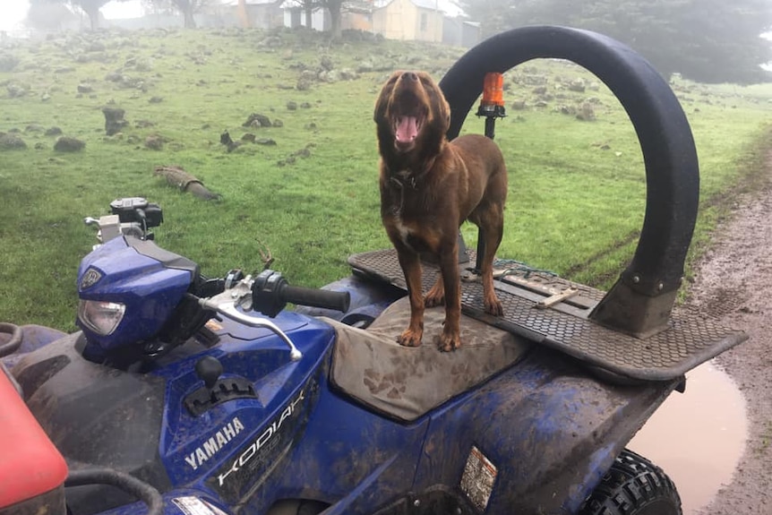 Buddy, a kelpie, stands on the back of a quad bike.