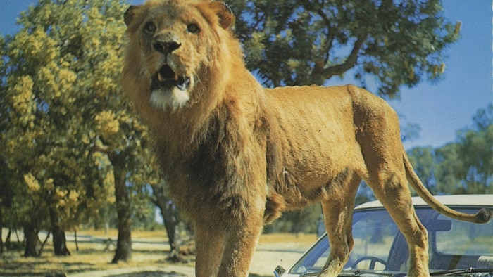 Lion on car bonnet