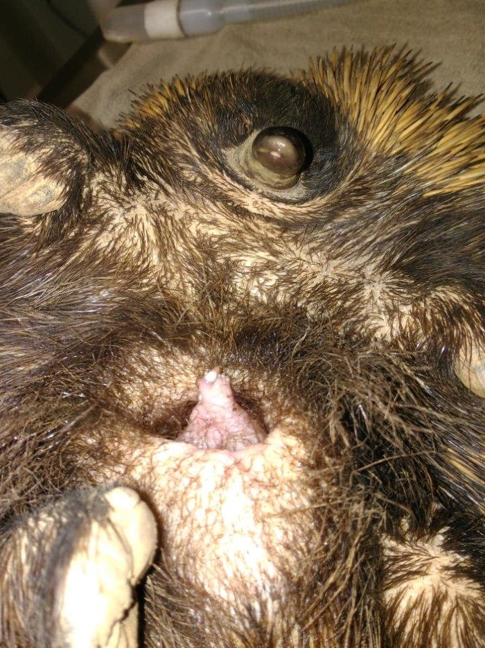 Mum with baby echidna puggle at the Alice Springs Desert Park