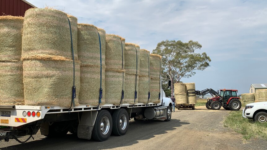 A large truck full of bales of silage, a tractor moving bale off a smaller truck.