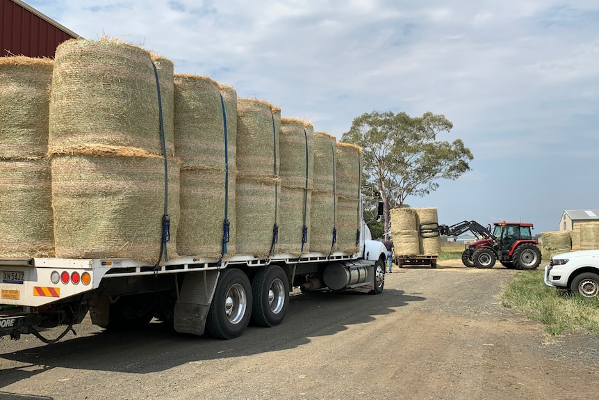 A large truck full of bales of silage, a tractor moving bale off a smaller truck.