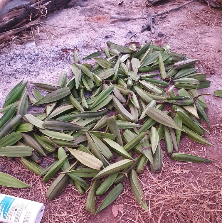 A bunch of rubber vine eradicated from near Lake Argyle.