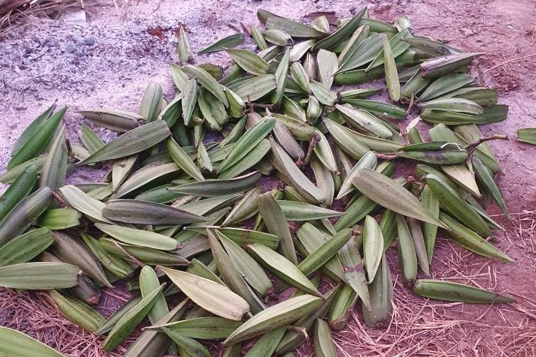 A bunch of rubber vine eradicated from near Lake Argyle.