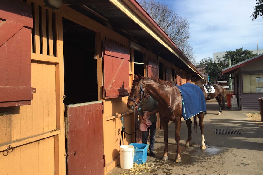 A horse stands outside the stables near Centennial Park.