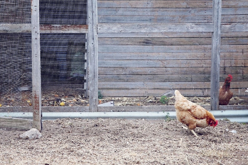 chooks scratching around