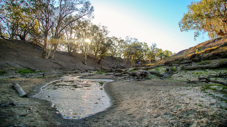 a closeup of a stagnant puddle in a dry river bed with trees on the bank and blue sky.