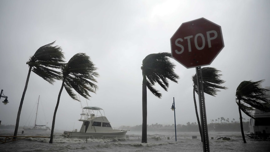 Palm trees lean to the side as water inundates Miami Beach.