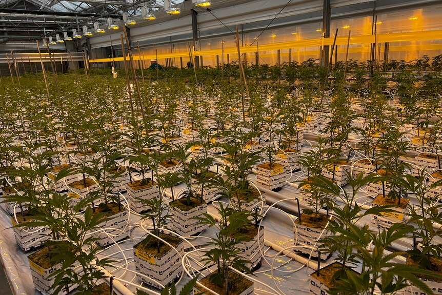 Rows of medicinal cannabis plants growing under a yellow light in a green house.