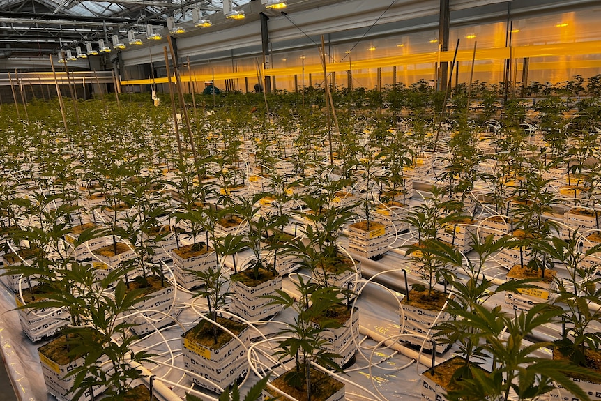 一排排药用大麻植物在温室的黄灯下生长。