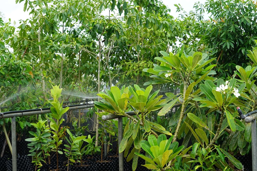 Green native trees are watered.