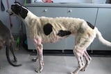 A malnourished and diseased greyhound dog.