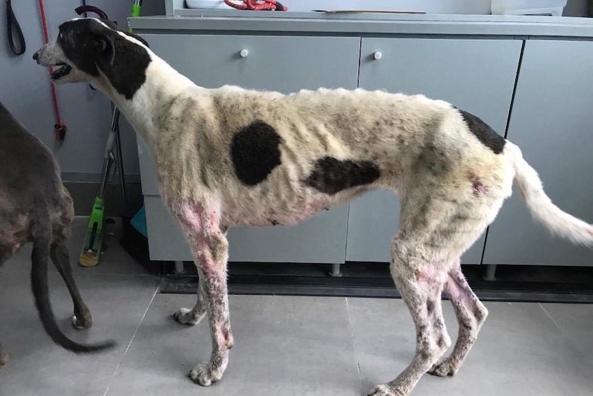 A malnourished and diseased greyhound dog.