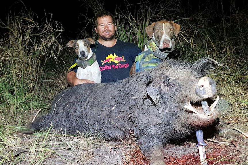 Hunter Luke Smith with dogs Roxxi and Sonny Bill take down a huge boar at the CQ Big Boar Hunt