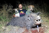 Hunter Luke Smith with dogs Roxxi and Sonny Bill take down a huge boar at the CQ Big Boar Hunt