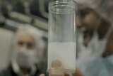 A beaker of milk in a lab