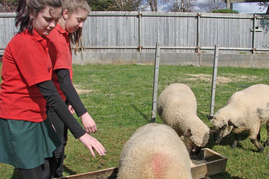 Hands on sheep work at the Yolla School farm