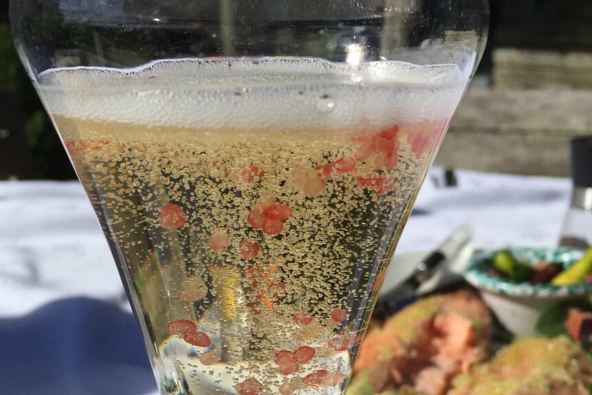 Finger lime "caviar" floats in a champagne glass